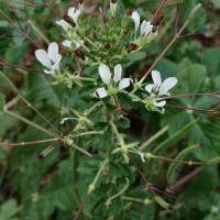 Cleome gynandra L.